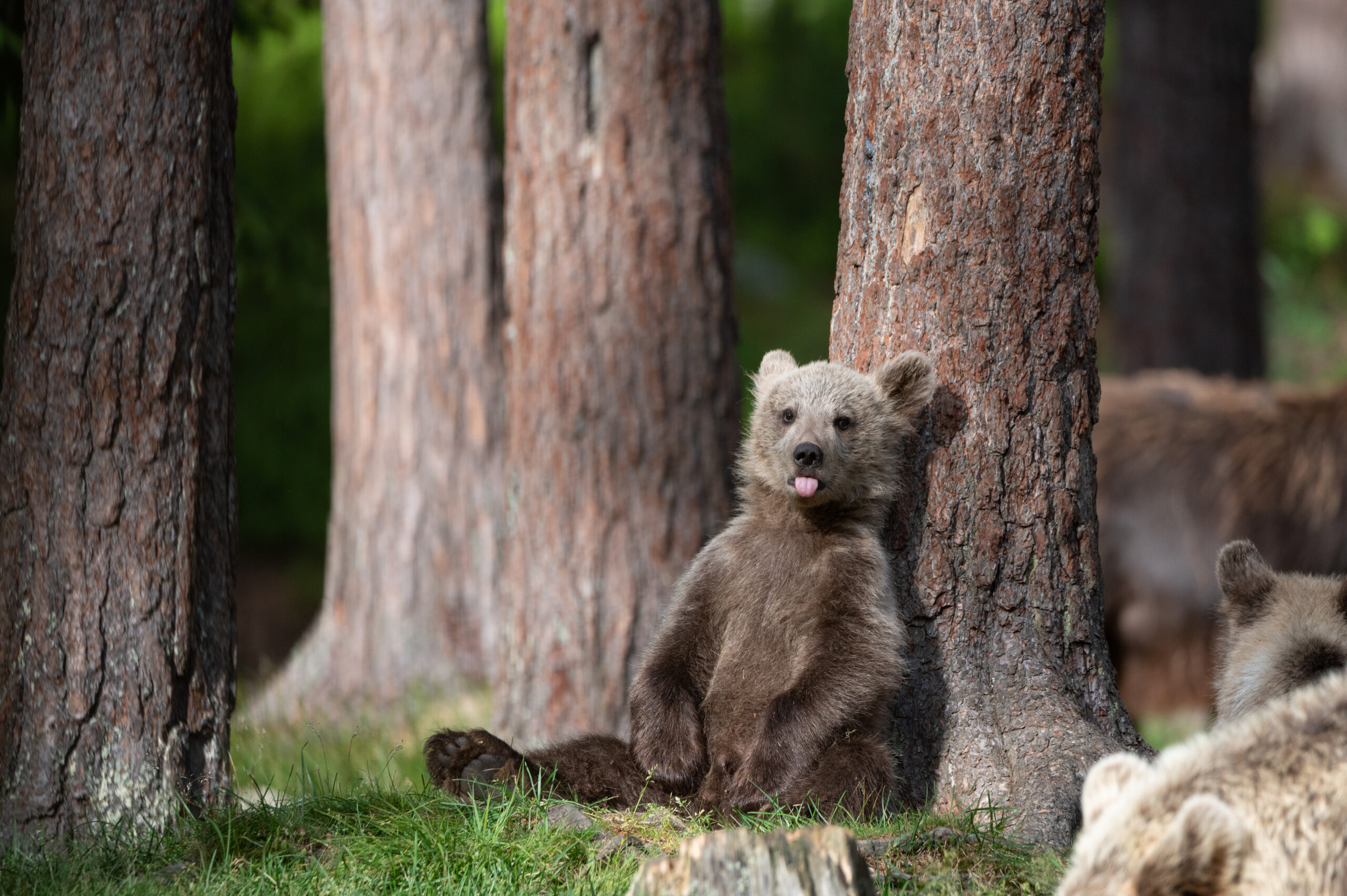 Tiere Franziska Abegglen 5848